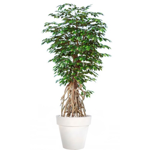 Planta semi-artificiala Ila, Ficus Exotica Root Green - 260 cm